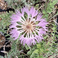 Centaurea pulcherrima